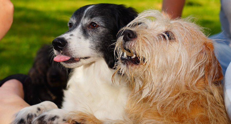Dogs eating treats