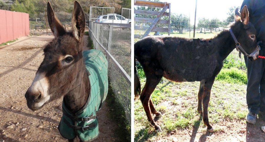donkey