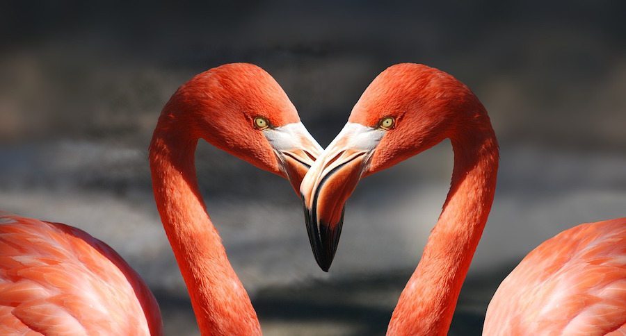 flamingos