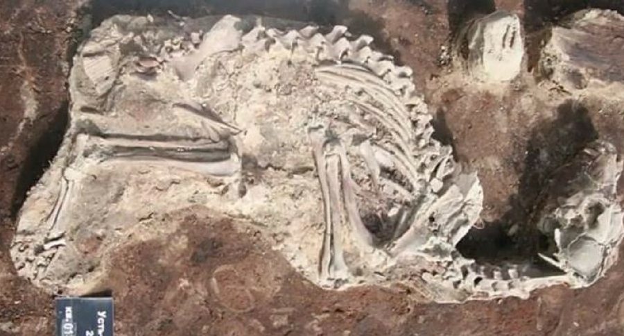 dog bones