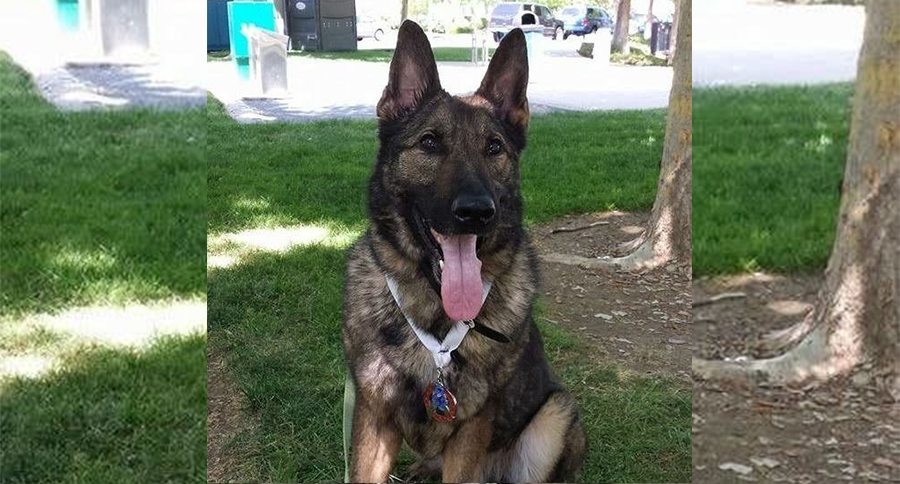 German Shepherd