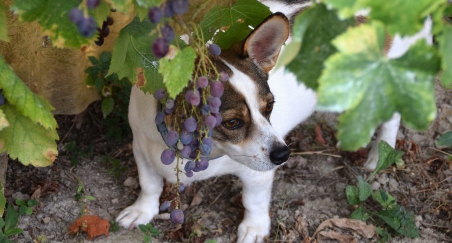 grapes and dogs