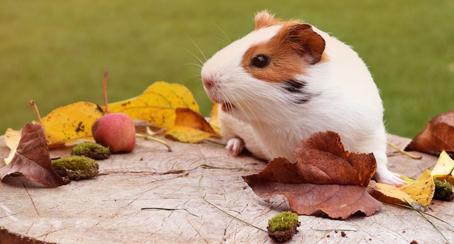 Brown and white guinea pig