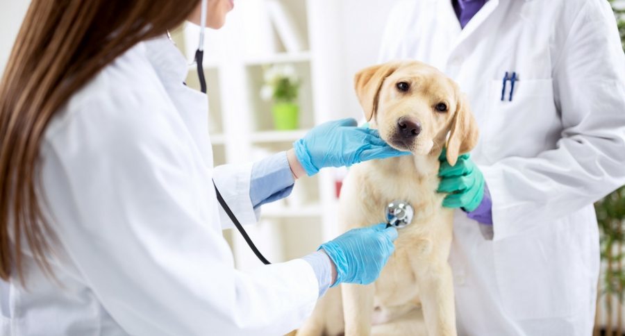 Dog And Heartworm