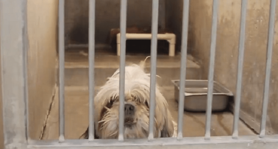 homeless shih tzu