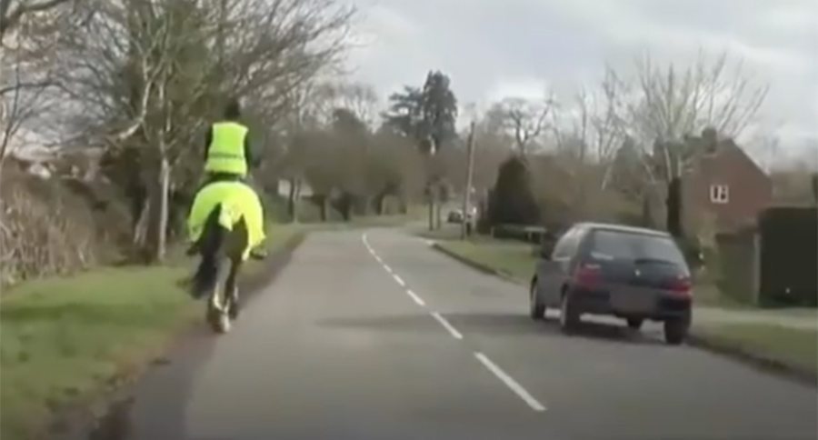 horse on road