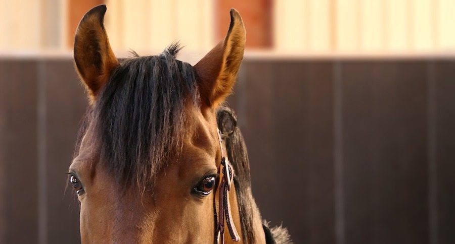 Bay horse head