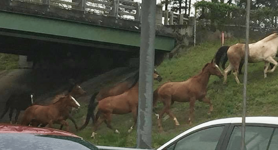 horses loose on Atlanta highway
