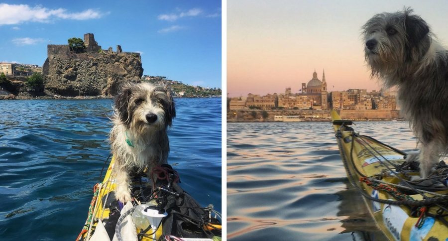 kayaking dog
