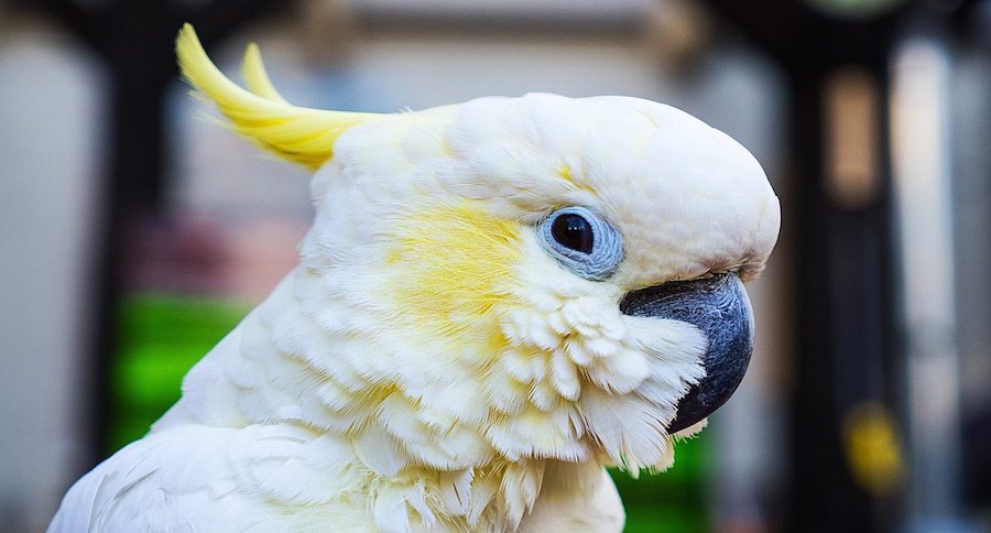 cockatoo