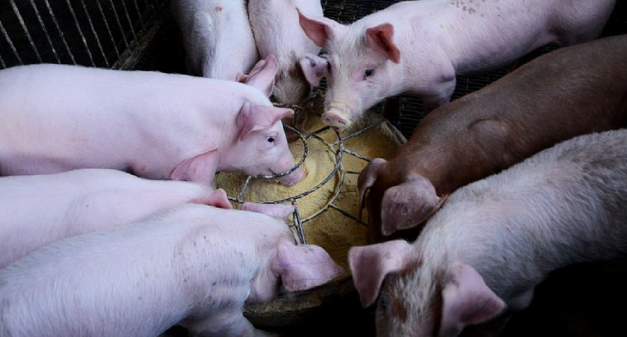 pigging out