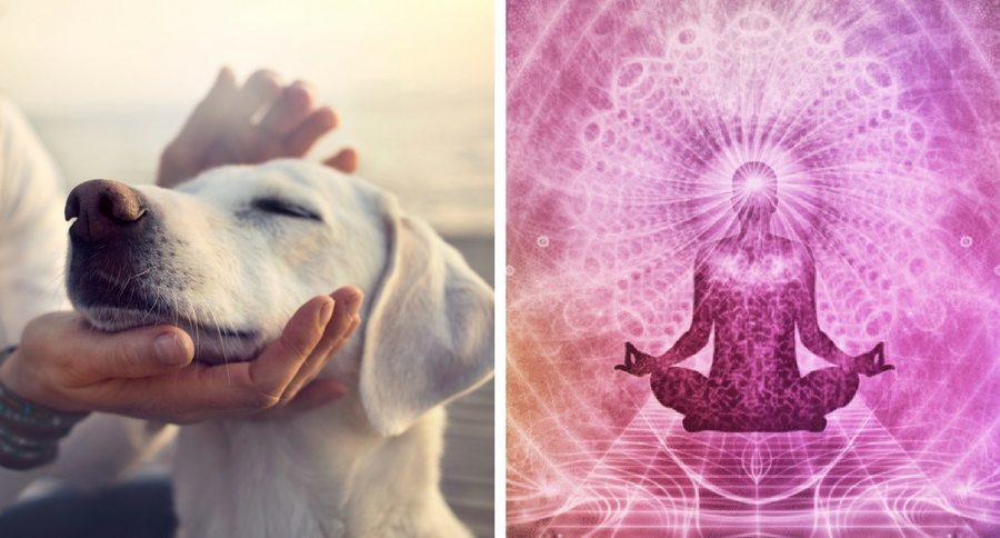 Reiki for pets
