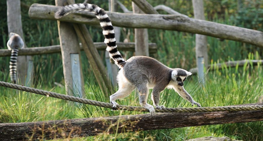 ring-tailed lemur