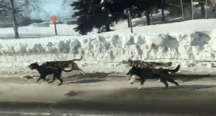 runaway dog sled