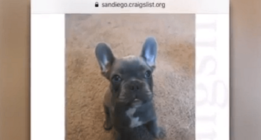stolen french bulldog puppy