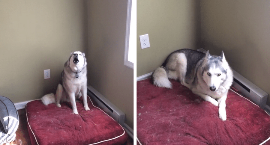stubborn husky