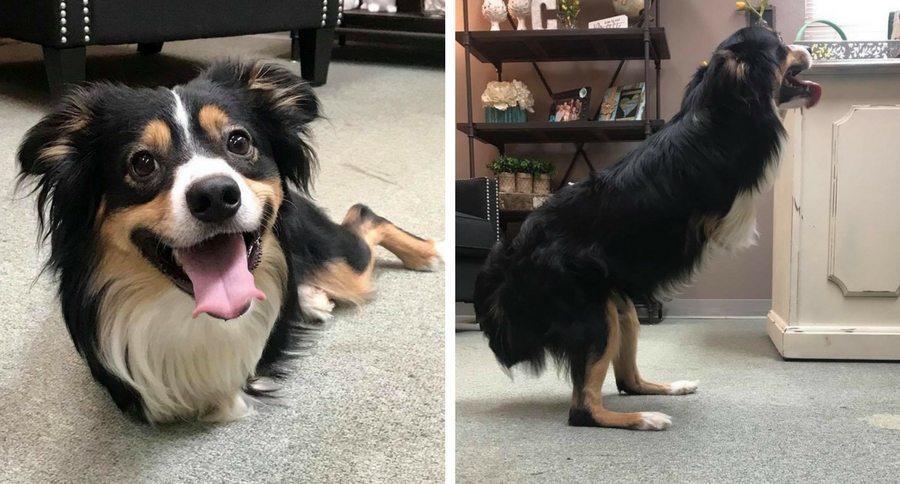 two-legged dog
