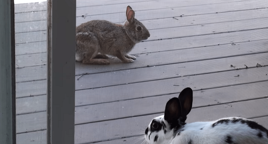 wild bunny meets pet bunny