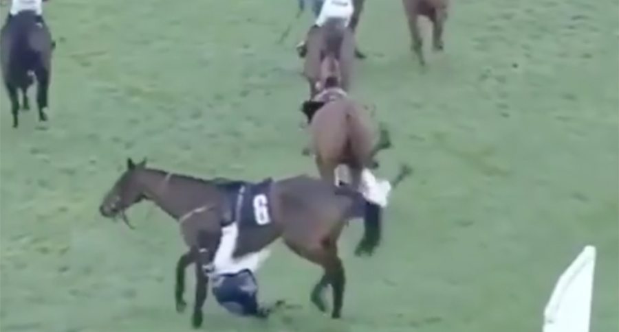 horse race