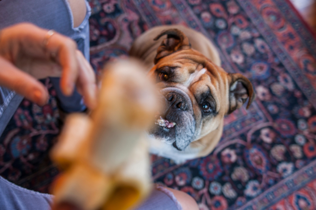 Can dogs eat bananas