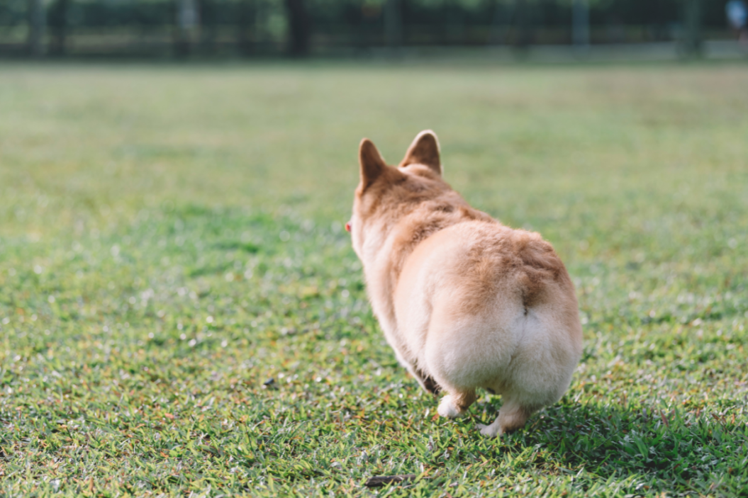 corgi butts