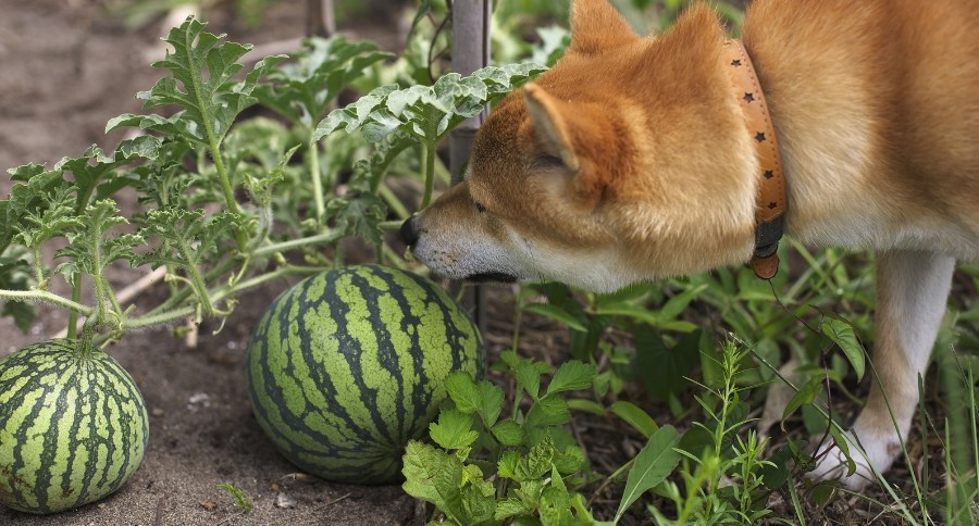 Watermelons