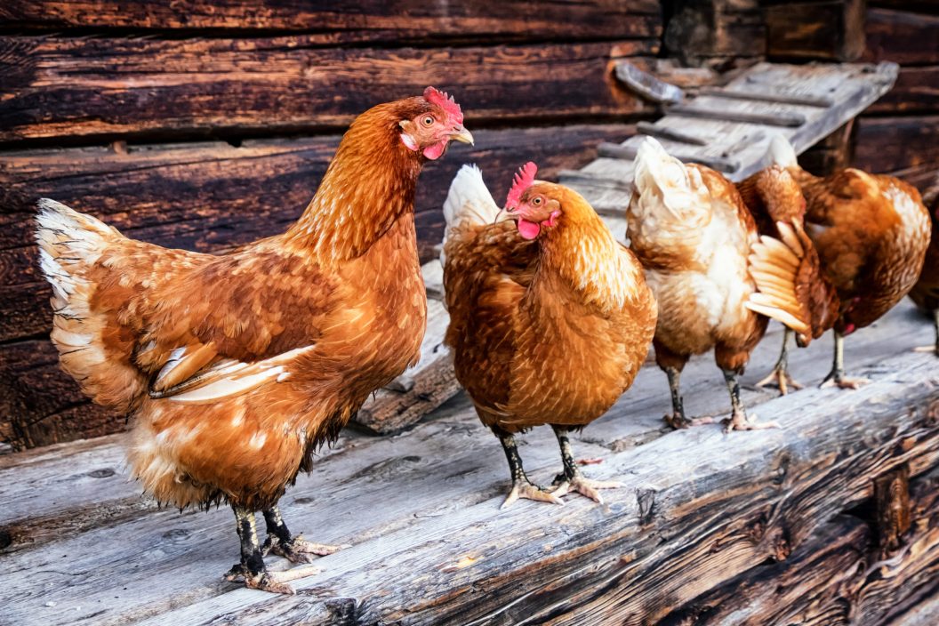 Cold-Hardy Chickens