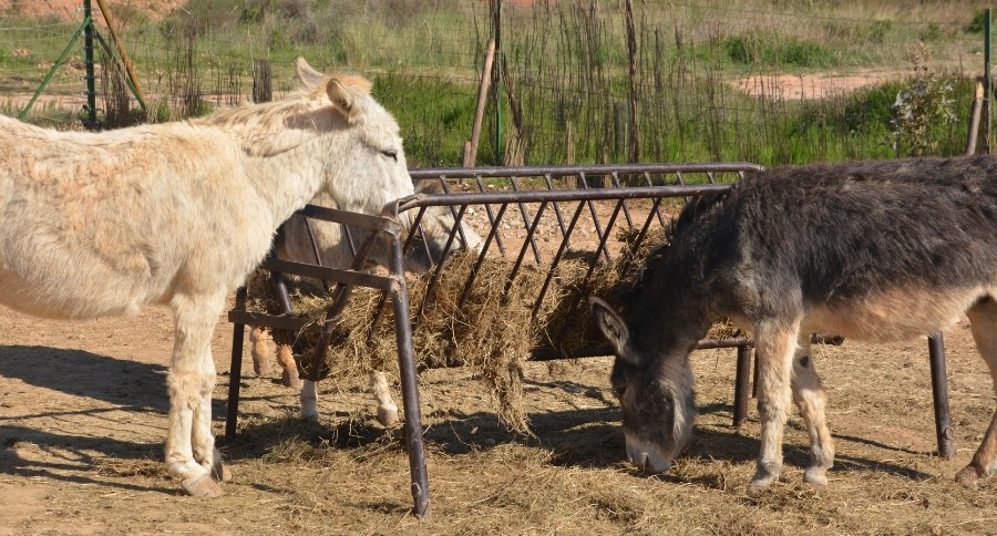 Burro