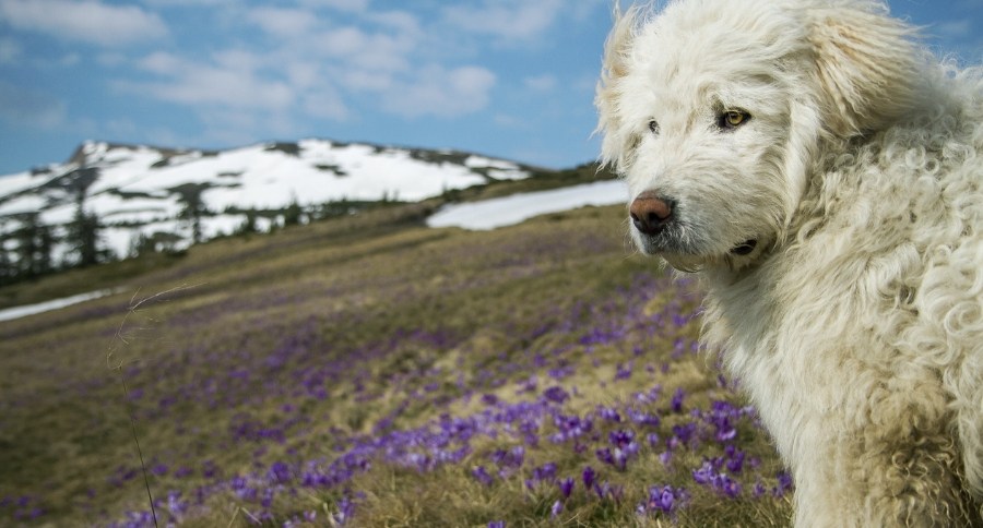 Kuvasz