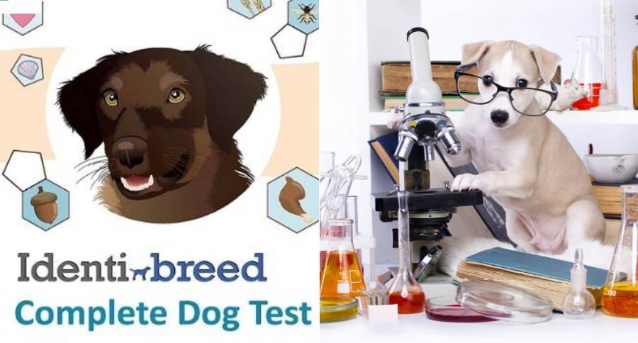 Dog DNA Tests Reliable
