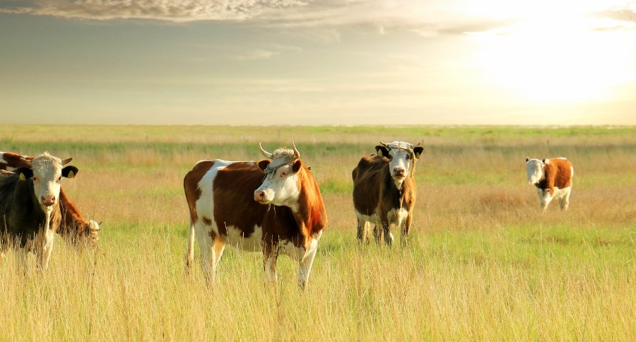 Cows