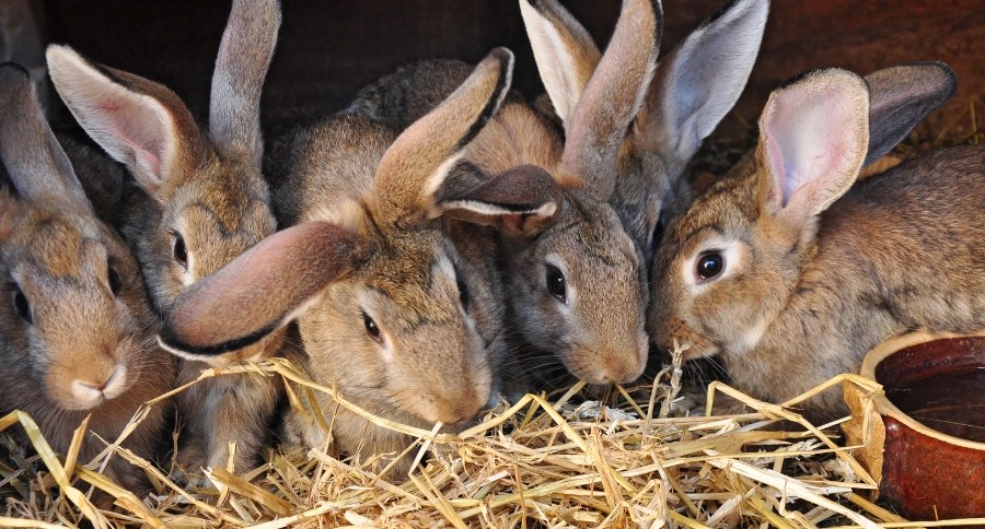 Rabbits