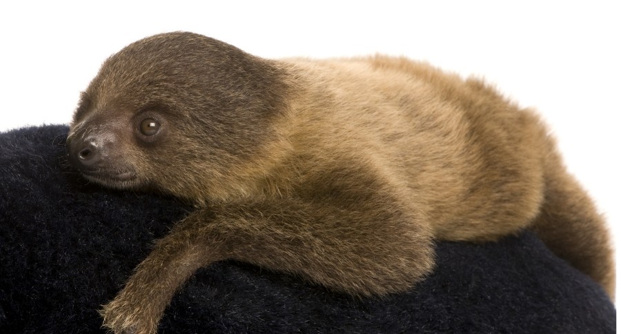 Baby Sloth