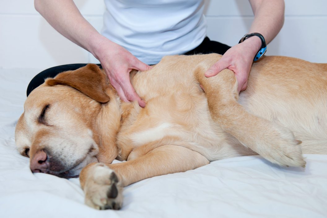 Canine Acupressure