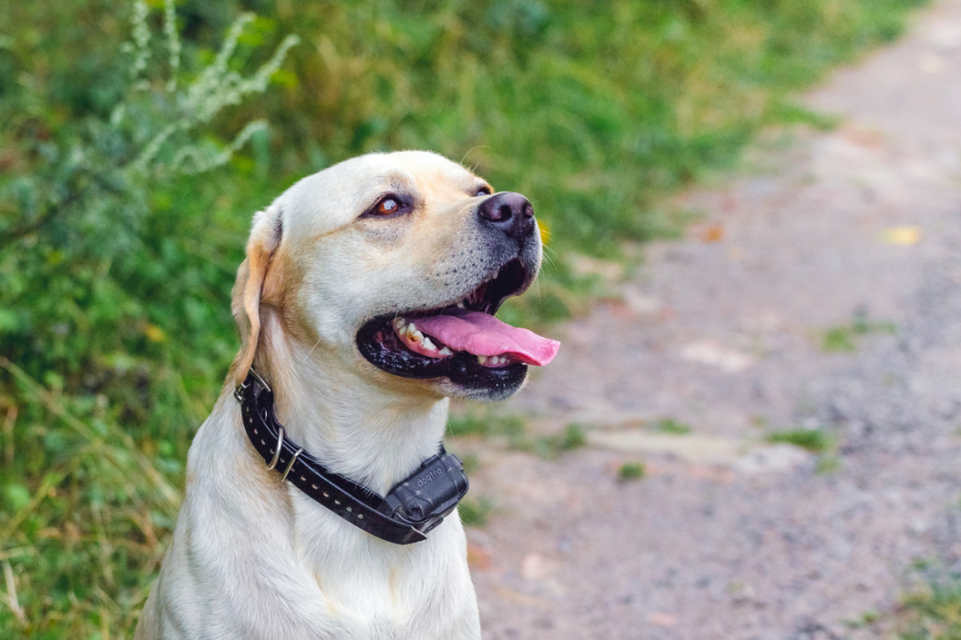 Golden retriever wearing an e-collar training