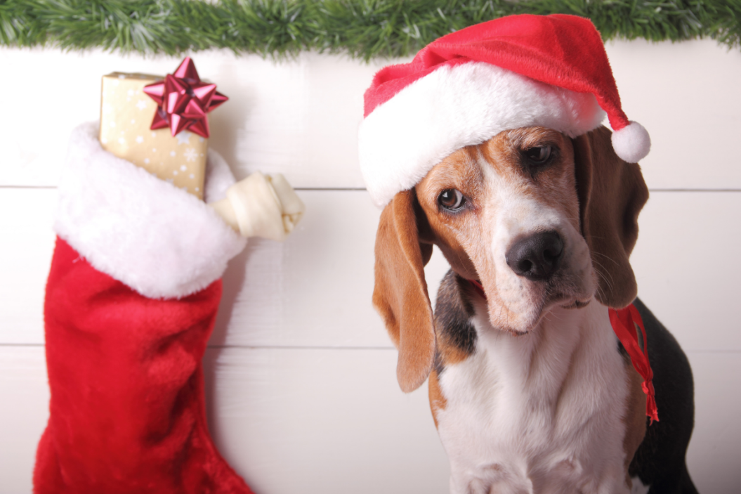 dog stocking stuffers