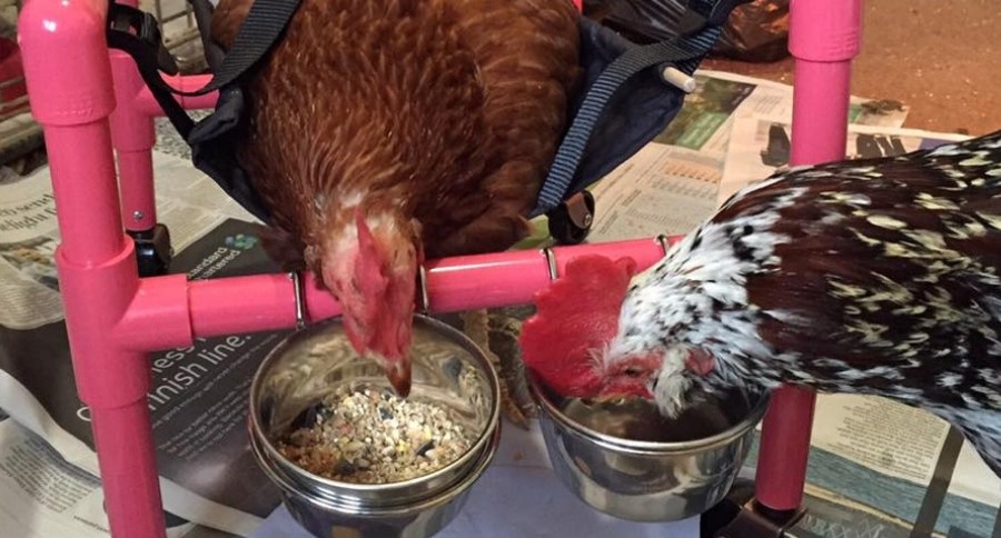 Chicken Chair