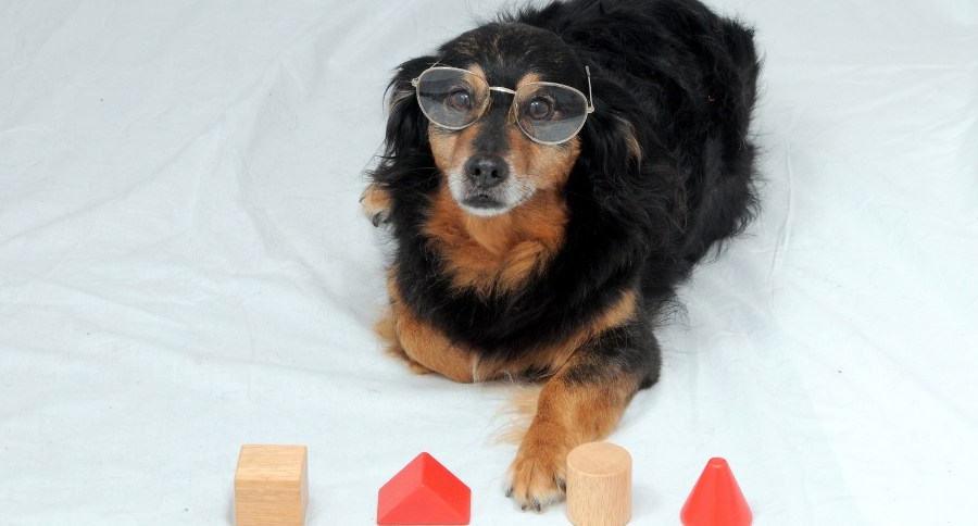 Dog Enrichment