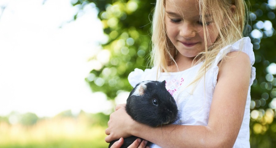 Guinea Pig