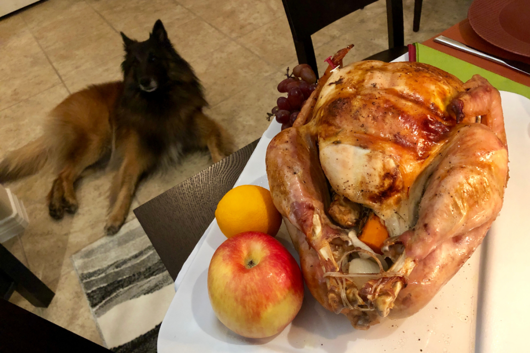 Holiday pet safety