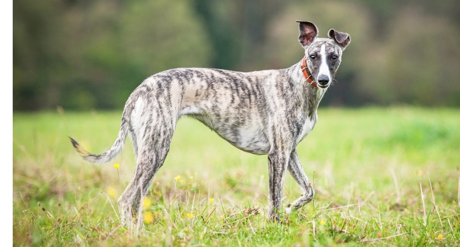 Whippet