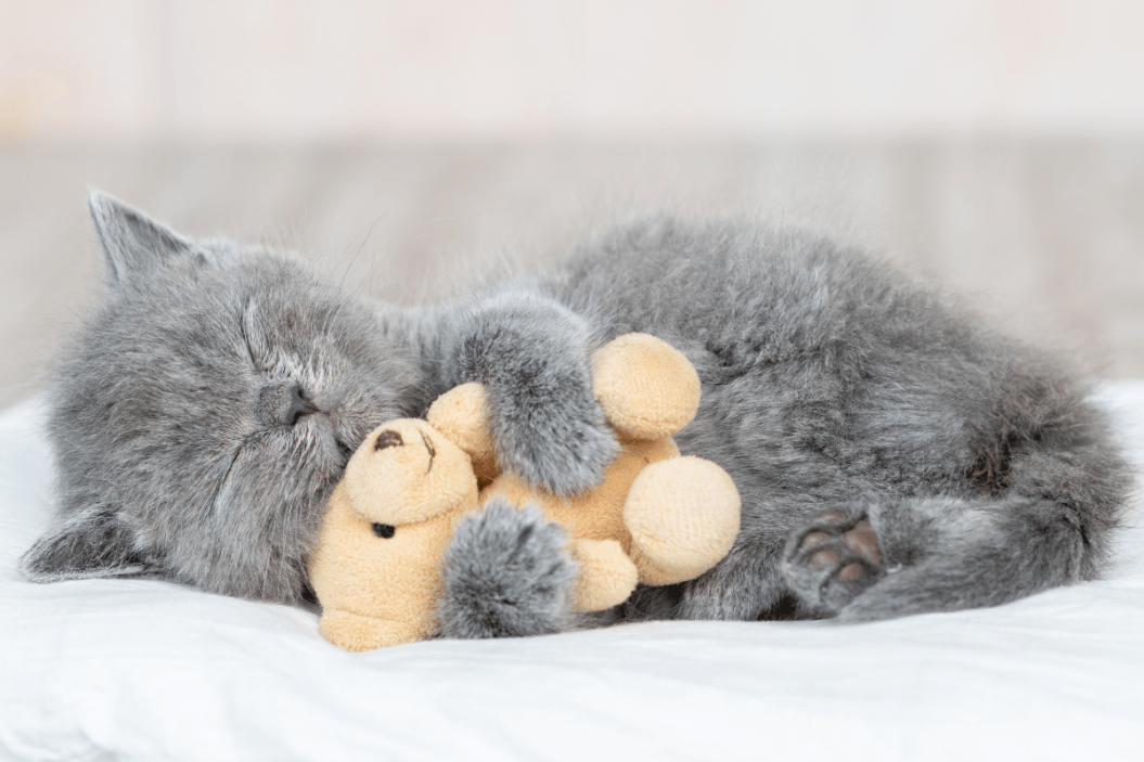 Cute kitten sleeps with stuffed animal.