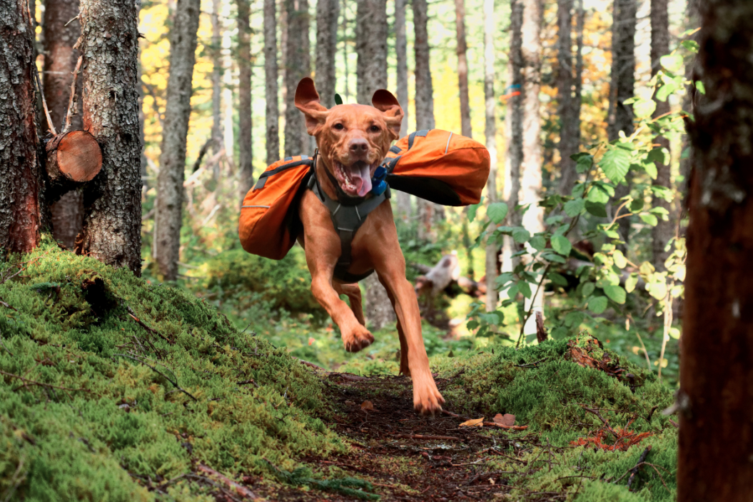 dog hiking backpacks