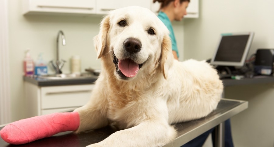 Pet Insurance