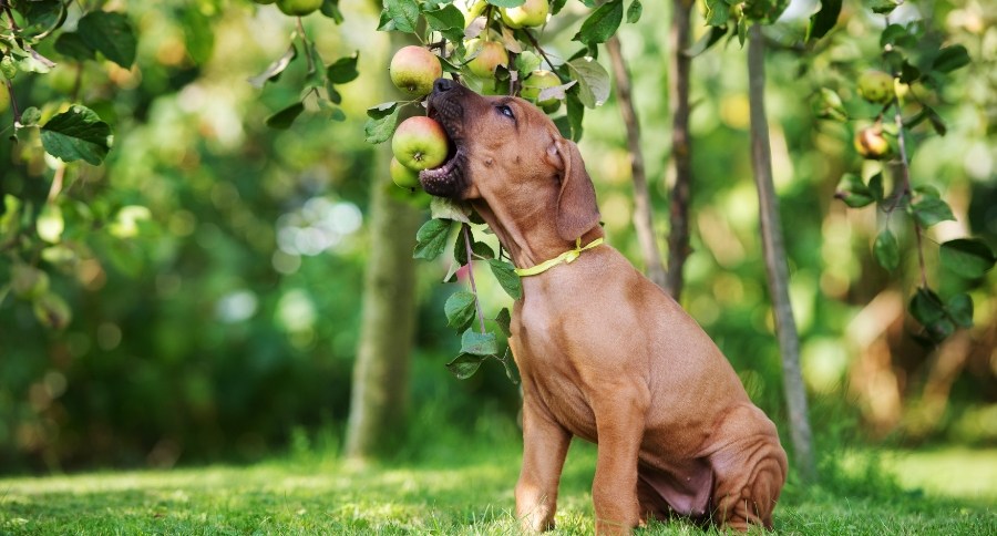 Dogs Eating Apples