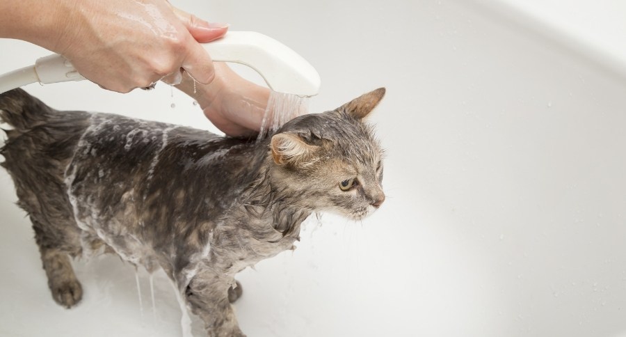Cat Baths