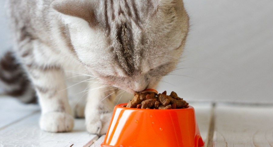 Cat Eating Dog Food