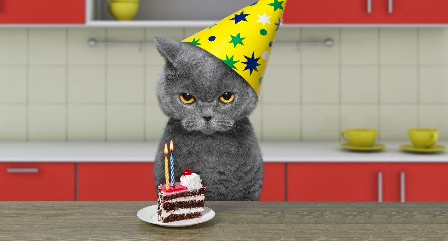 Cats And Chocolate