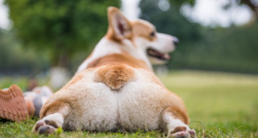 Sploot
