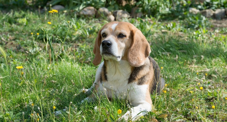 Beagle